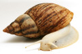 Lissachatina reticulata albino body adult